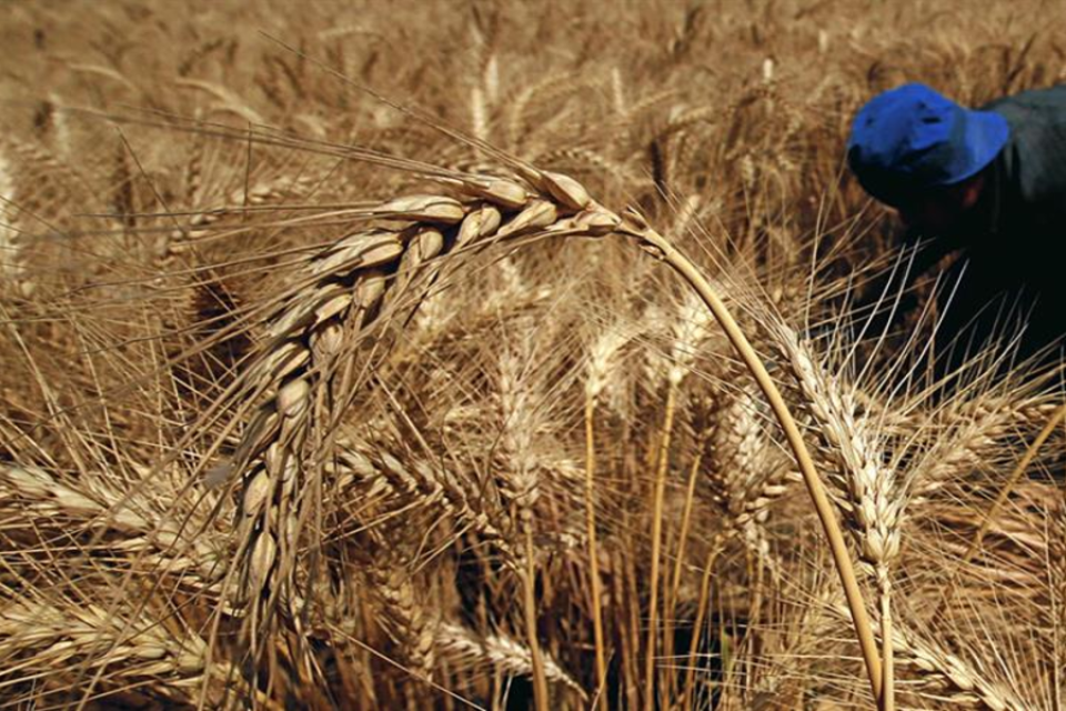 Les livraisons de blé dépassent 4 millions de tonnes en 2025