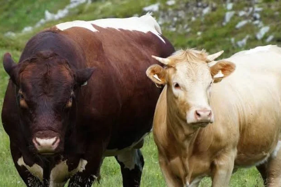 La Zambie lance ses premières exportations de bœuf vers la RDC